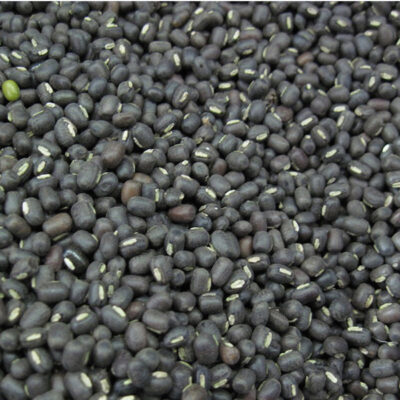 Black Mapte (Urad)